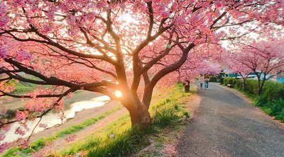 🌸 남쪽의 벚꽃과 유채꽃 축제 (미나미노사쿠라와 나노하나 마츠리) 이미지 2